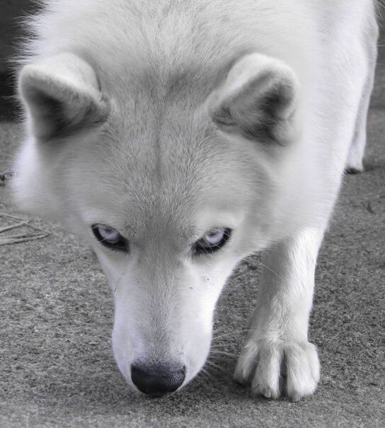 PORTRAIT OF DOG