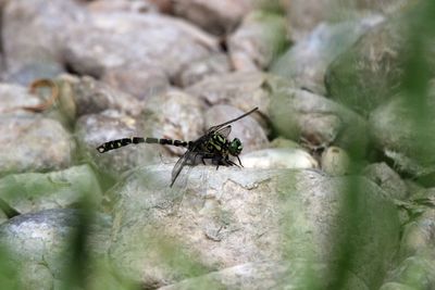 Close-up of insect on rock