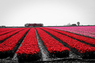 Red flags on field against clear sky