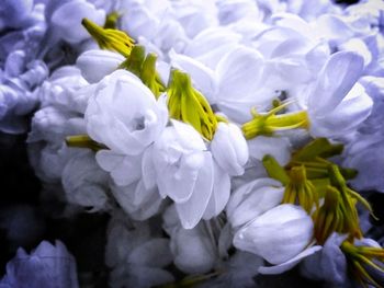 Close-up of flowers in water