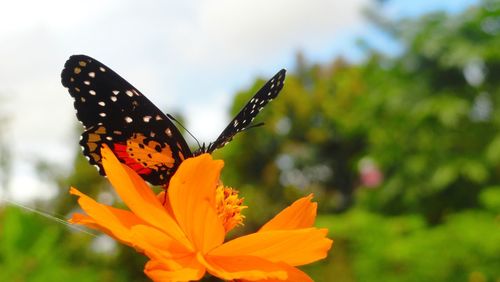 Close-up of butterfly on flower