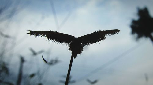 Low angle view of tree against sky