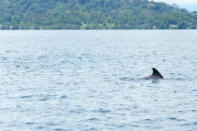 View of whale swimming in sea