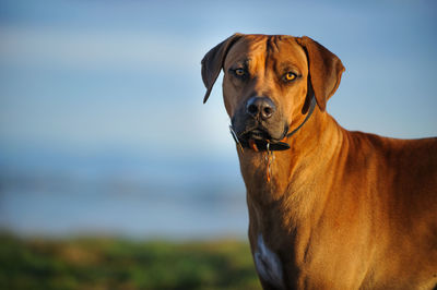 Close-up portrait of dog against sky