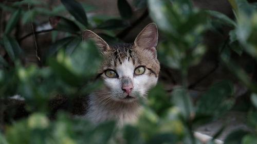 Portrait of a cat