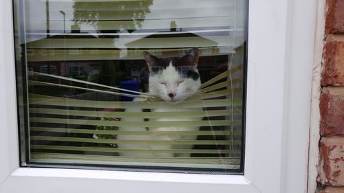 Portrait of cat in door window