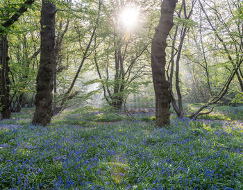 Scenic view of flowering trees in forest
