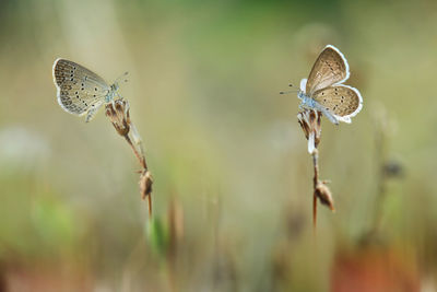 Close-up of butterfly on plant