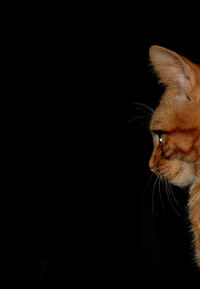 Close-up of cat over black background