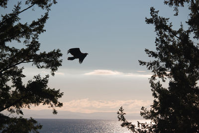 Low angle view of eagle flying over sea against sky