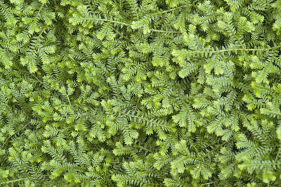 Full frame shot of plants