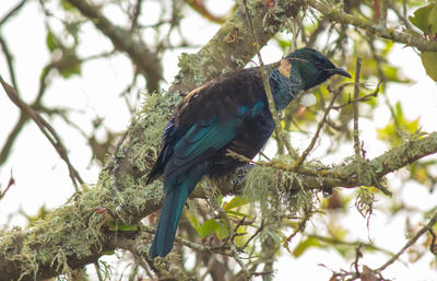 Low angle view of bird perching on branch