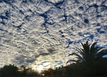 Low angle view of silhouette plants against sky