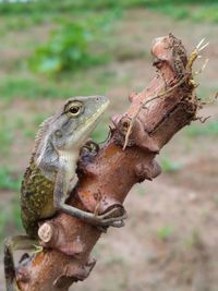 Close-up of a lizard on tree