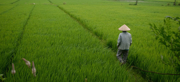 Rear view of farmer walking amidst rice paddy
