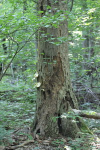 Close-up of lizard on tree trunk in forest