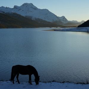 Dog standing on snow covered landscape