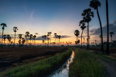 Panoramic view of palm trees on field against sky at sunset