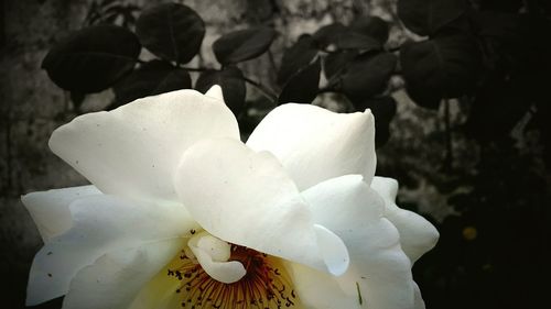 Close-up of flowers