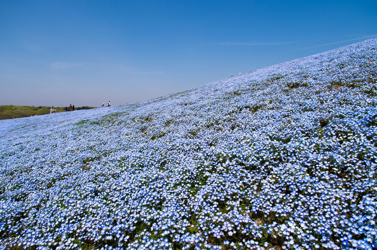 SCENIC VIEW OF SNOW COVERED LAND AGAINST SKY