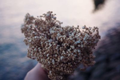 Cropped hand holding wilted flowers