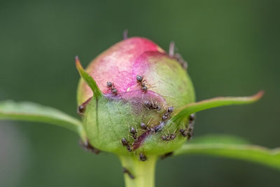 Close-up of pink flower bud growing outdoors