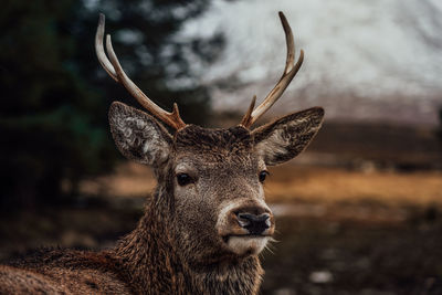 Deer in rannoch moor in scotland in mountains nature