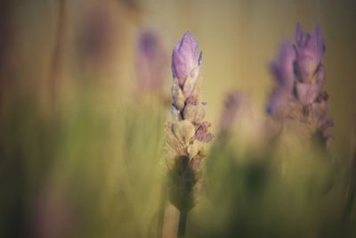 Close-up of purple flower