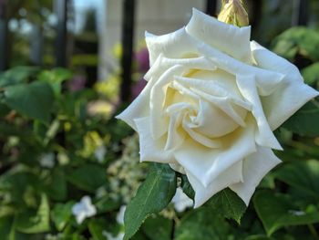 Close-up of white rose