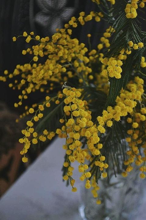 yellow, fragility, close-up, flower, freshness, growth, beauty in nature, day, nature, outdoors, no people, leaf, branch, blooming, flower head