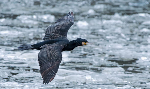 Bird flying over sea