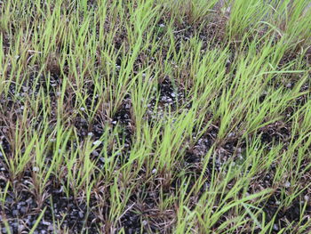 Close-up of snake on field