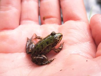 Close-up of hand holding leaf