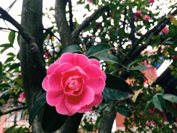 Close-up of pink flowers