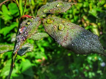 Close-up of water drops on plant