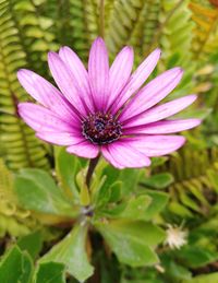 Close-up of purple flower