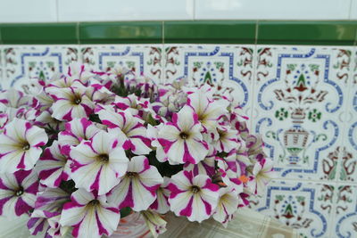 Close-up of pink flowers