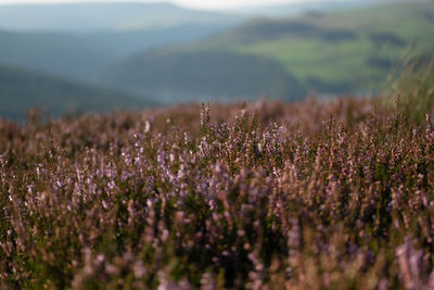 Purple flowering plants on field