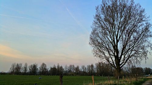 Bare trees on grassy field