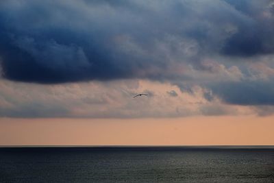 Bird flying over sea against sky