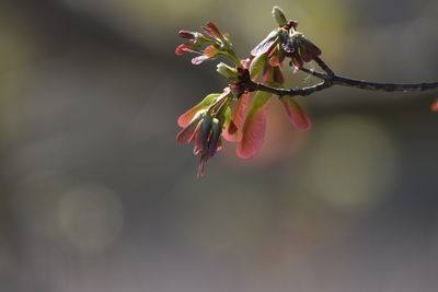 Close-up of red flowering plant