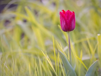 Close-up of red flowers blooming in field