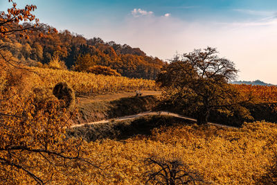 Trees on field against sky during autumn