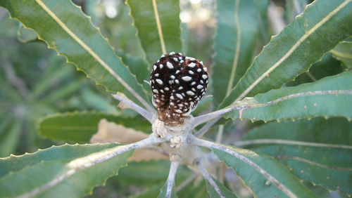 Close-up of insect on plant