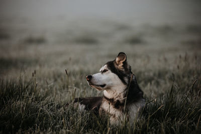 Dog looking away on field