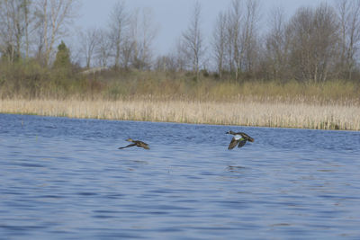 Ducks swimming in lake