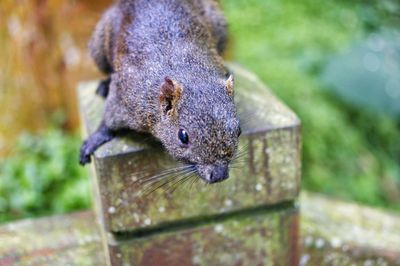 Close-up of an animal