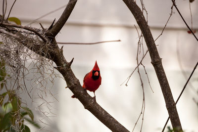 Male red northern cardinal bird cardinalis cardinalis perches on a tree in naples, florida