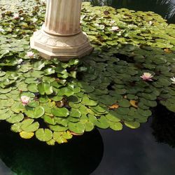 Leaves floating on water