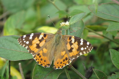 Close-up of butterfly on leaves